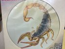 Scorpions Big City Nights 12HARP5231 12