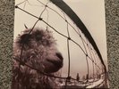 PEARL JAM-Vs 1993 Epic Z 53136 OG 12” Stereo LP Vinyl Record Daughter Dissident
