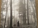 Folklore Limited Edition “In The Trees” Deluxe Vinyl - Taylor Swift. Mint.