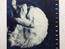 Chapterhouse - Whirlpool Original 1991 UK Vinyl Album LP
