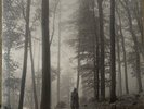 folklore in the trees vinyl