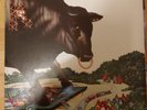 Bull Angus 12