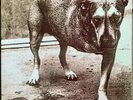 Alice In Chains Same 1995 OIS Erstpressung in Top Zustand mit Sticker