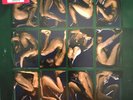 Catherine Wheel - Adam  And Eve (2xLP, Album, Ltd, Num) (Near Mint (NM or M-)) -