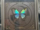 Evanescence - Fallen Boxset *Sealed*