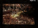 Daniel Norgren - Green Stone (Vinyl LP)