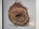 A Ghost Is Born by Wilco (Record, 2005)
