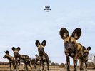 Balthazar Fever LP Vinyl NEW