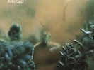 Steely Dan – Katy Lied - LP Vinyl Record 12