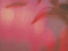 My Bloody Valentine - Tremolo E.P., 12