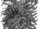 Blood Incantation / Spectral Voice - Split (7