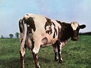 Pink Floyd Atom Heart Mother Vinyl Record 1994 MFSL MOFI Mobile Fidelity VG+/VG+