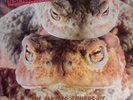 PETER AND THE TEST TUBE BABIES The Mating Sounds Of South American Frogs (LP)