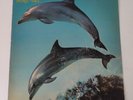 Orange Juice - You Can't Hide Your Love Forever, 1982 Polydor Record