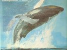 Humpback Whale Songs Of The Humpback Whale NEAR MINT Capitol Vinyl LP
