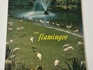 THE FLAMINGOS