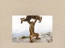Dude Incredible by Shellac (Record, 2014)