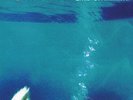 MORPHINE LIKE SWIMMING LP, Brand New Sealed