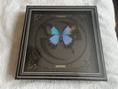 Evanescence Fallen Super Deluxe Ed Box Set LP Cassette Book Slipmat SIGNED? RARE