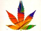 Zion Train - Homegrown Fantasy, LP, (Vinyl)
