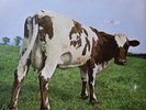 Pink Floyd Atom Heart Mother Original Vinyl LP First UK Press 1970