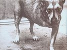 Alice In Chains 