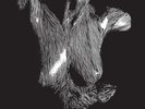 Oceansize - Self Preserved While The Bodies Float Up [New Vinyl LP] Anniversary
