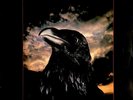 The Stranglers - The Raven (LP, Album)