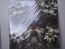 The Stargazer Lilies - Lost Vinyl Record NEW