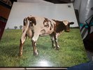LP VINYL PINK FLOYD ALBUM ATOM HEART MOTHER SHVL 781 UK 1ST PRESS 1970 EX-/EX-