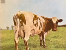 Pink Floyd – Atom Heart Mother LP 1970 Italy 1ª Stampa Harvest Gatefold VG+ VG+