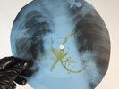 LED ZEPPELIN BLACK DOG X-Ray USSR Record Roentgen Bone Ribs Music Vinyl