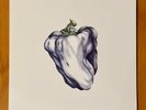Ween White Pepper LP Reissue 2009 Plain Records 180 gram White Vinyl (PLAIN144)