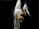 FALCON [4/19] NEW VINYL