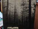 A Forest 12