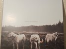 Foxing The Albatross 12