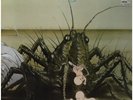 Birth Control Operation GATEFOLD NEAR MINT Ohr Vinyl LP