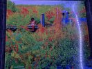 Jhené Aiko Trip Record Store Day Picture Disc Vinyl LP Def Jam R&B/Soul