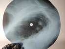 LED ZEPPELIN THATS THE WAY X-Ray USSR Record Roentgen Bone Ribs Music Vinyl