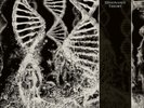 Coroner - Dissonance Theory