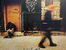 USED: Rancid - Life Won't Wait (2xLP, Album, Ora) vinyl - grading in description