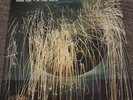 Muse Dead Star 7” Vinyl Single
